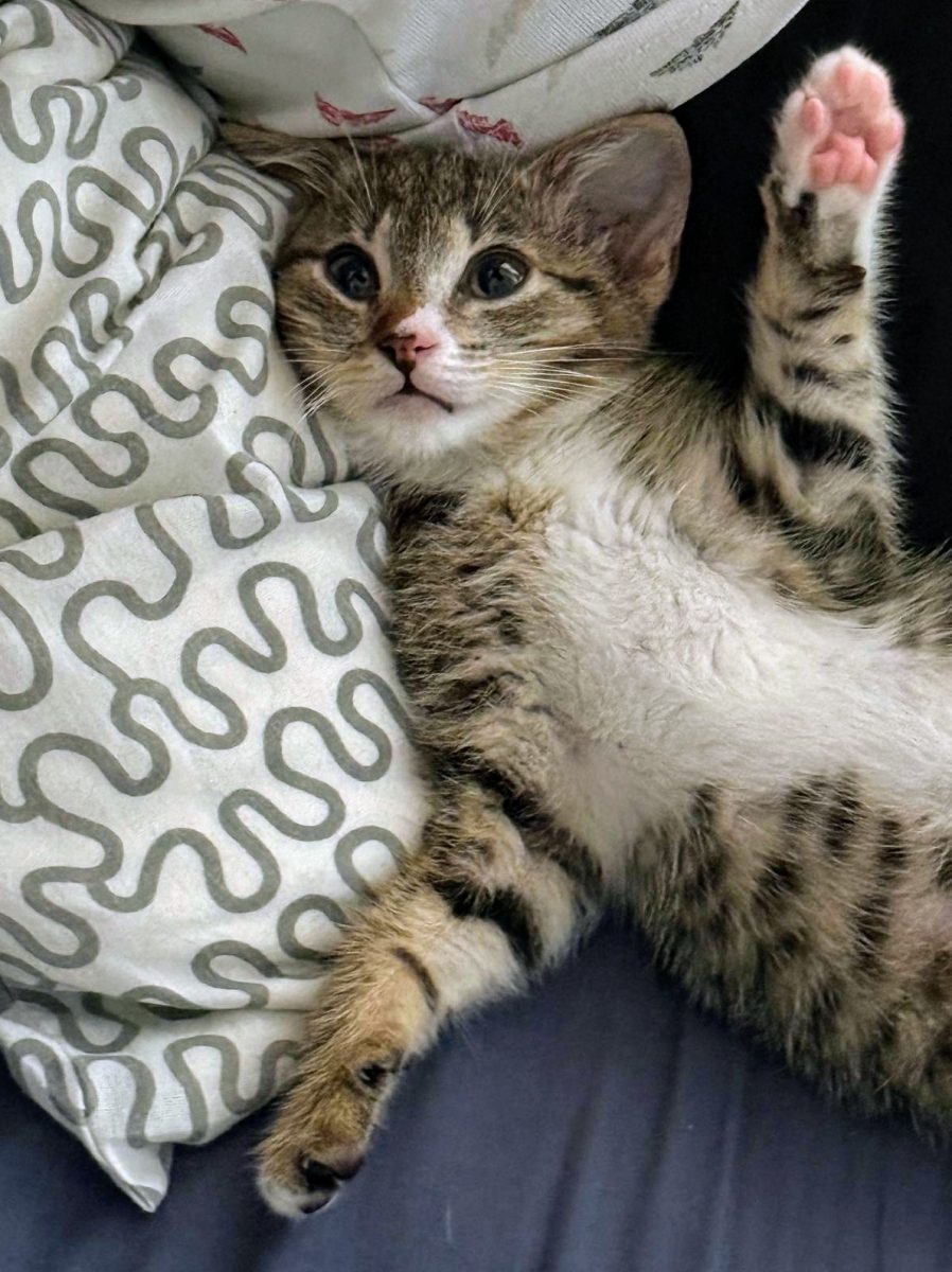 🌶️🐾Piri