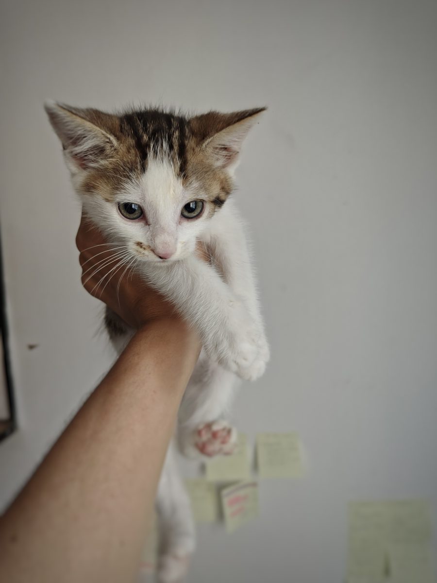 🍨🐾 Almond