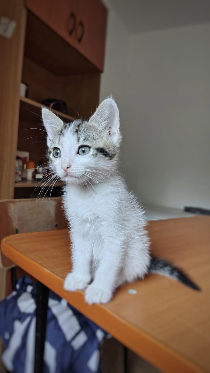 🍨🐾 Vanilla