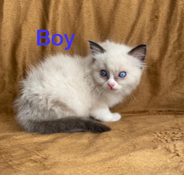 pisoi ragdoll