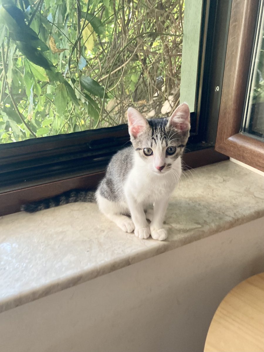 Billie – catifelata, iubitoare si jucausa – pentru adoptie