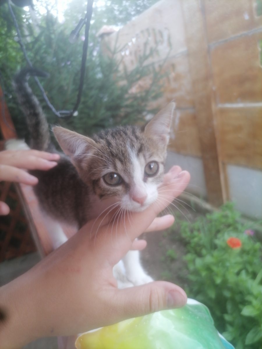 Acest suflețel cauta o familie iubitoare