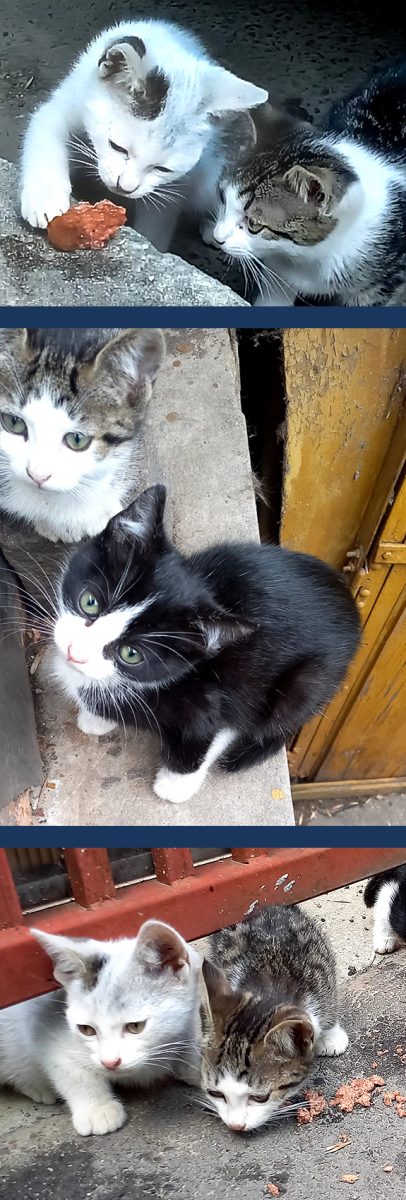 4 fratiori minunati si necajiti isi cauta cu speranta casute iubitore!