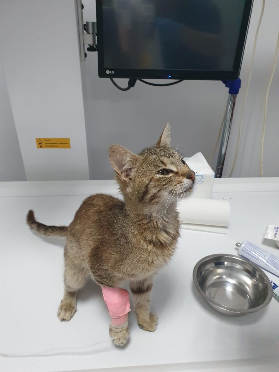 Mira, o mica luptatoare in cautare de stapan