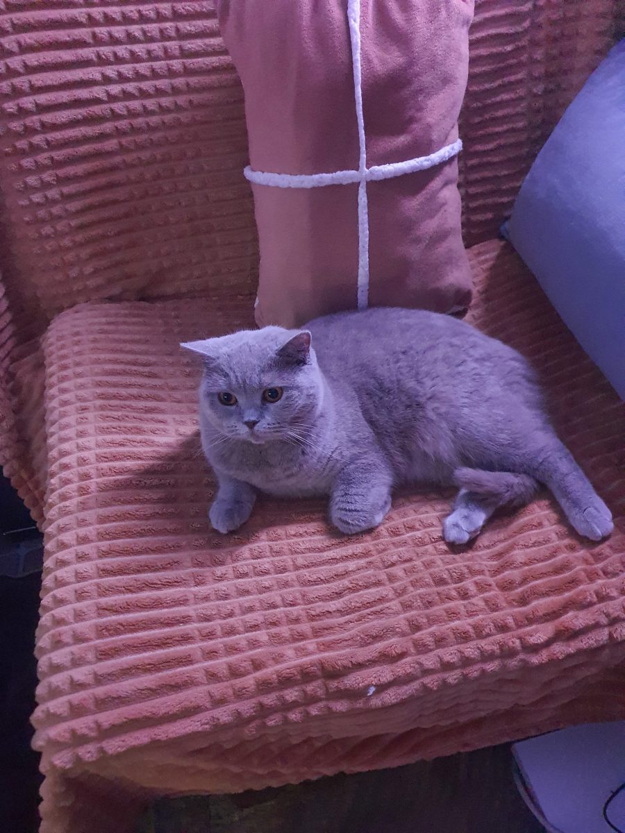 Adoptie