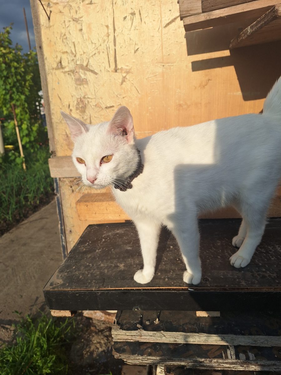 Pisică albă spre adopție