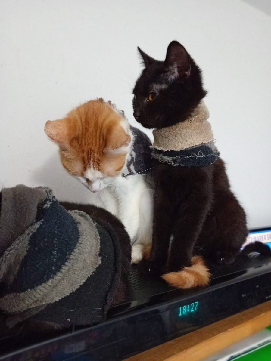 Pisicute si Motanei prietenosi mici si mari cauta adoptie