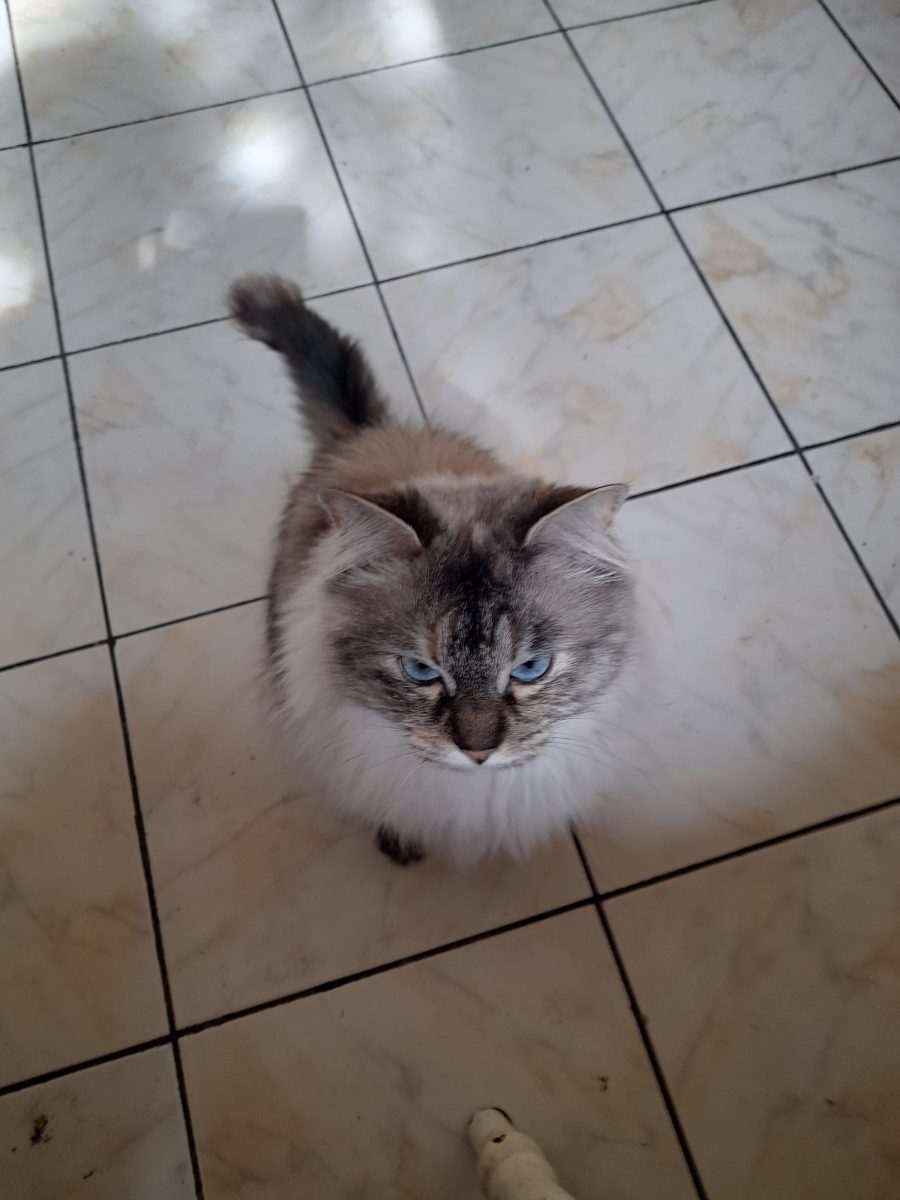 Pisica spre adoptie