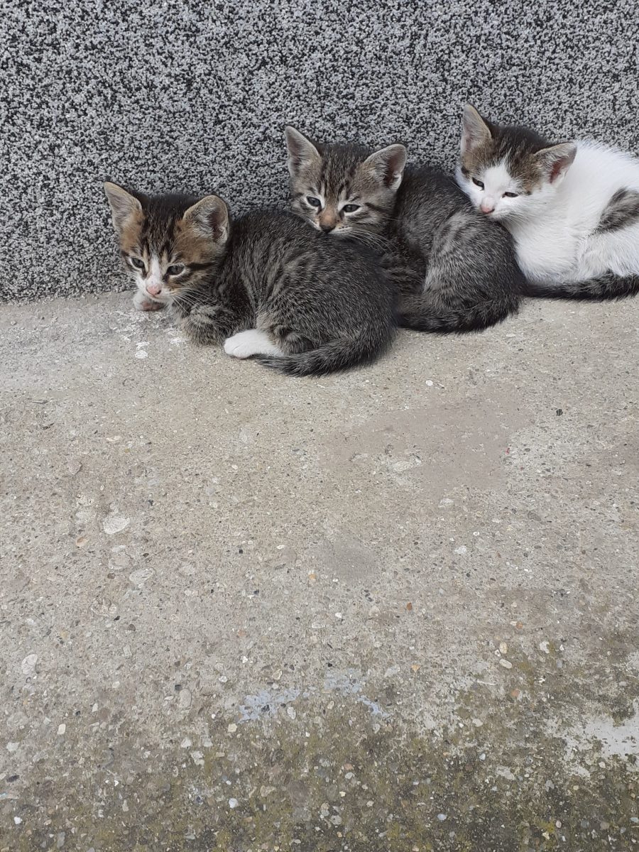 Pisoi 2,5 luni