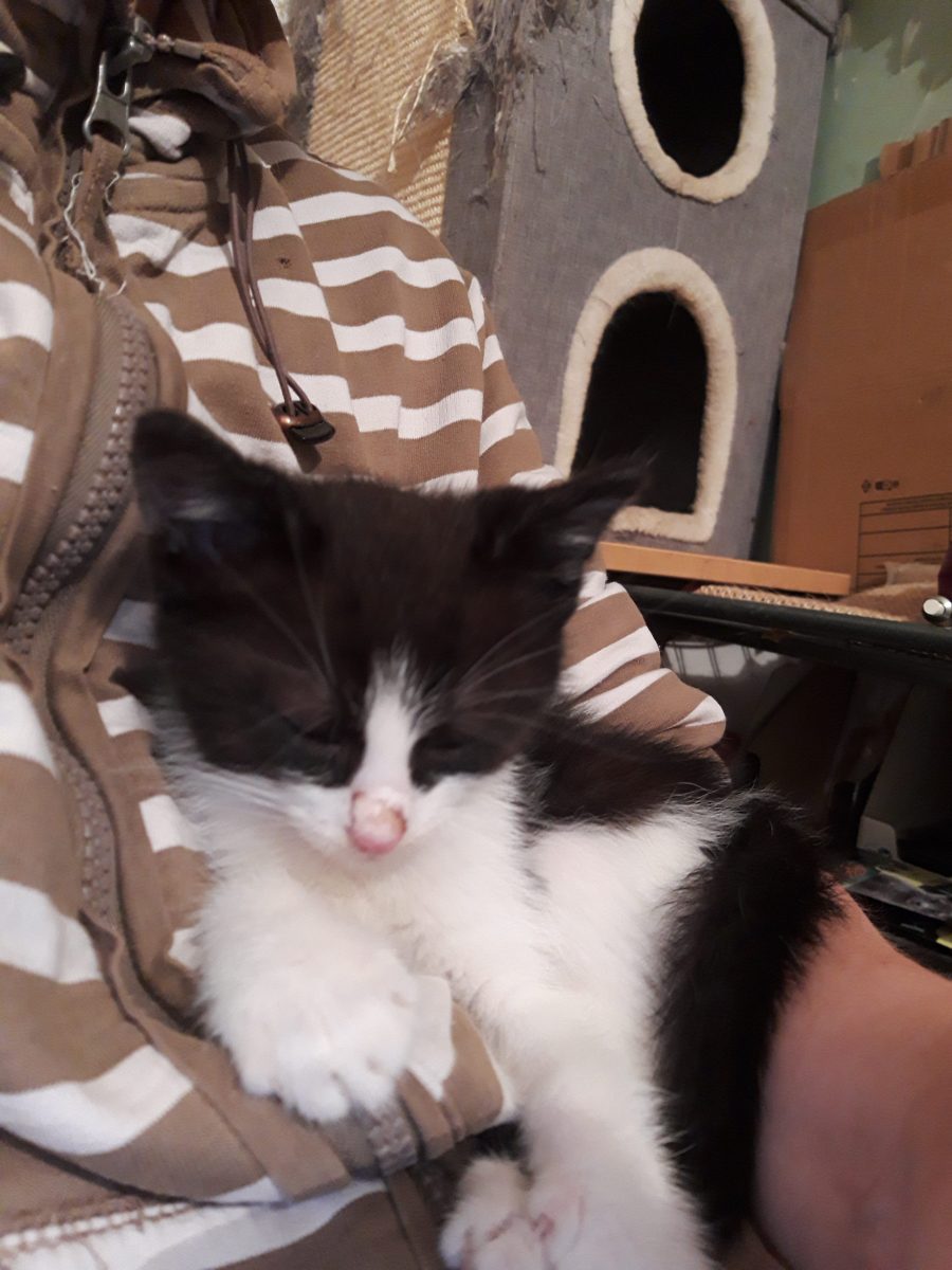 Adoptie pisoi!!