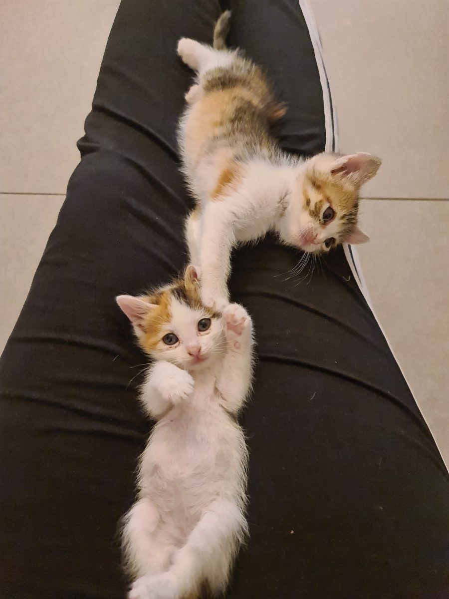 2 fetite pufoase si adorabile
