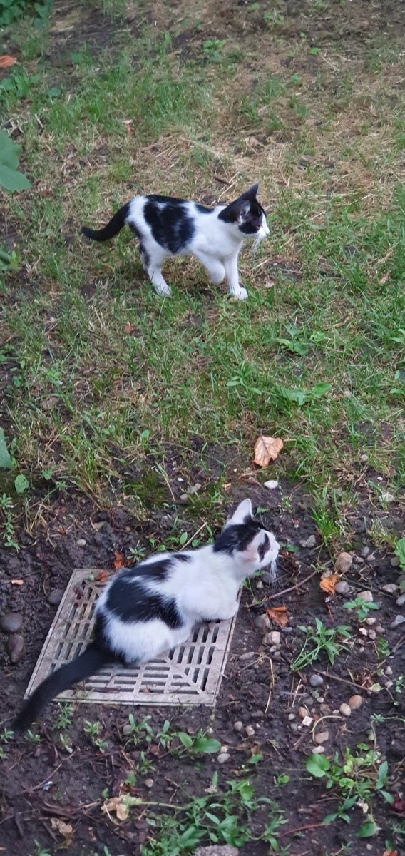 Puii de pisică, motani, 4 luni