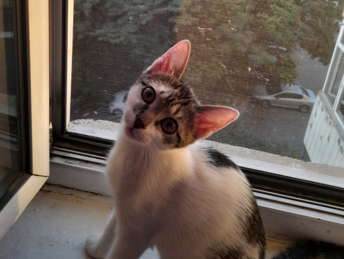 Pisic spre adopție.