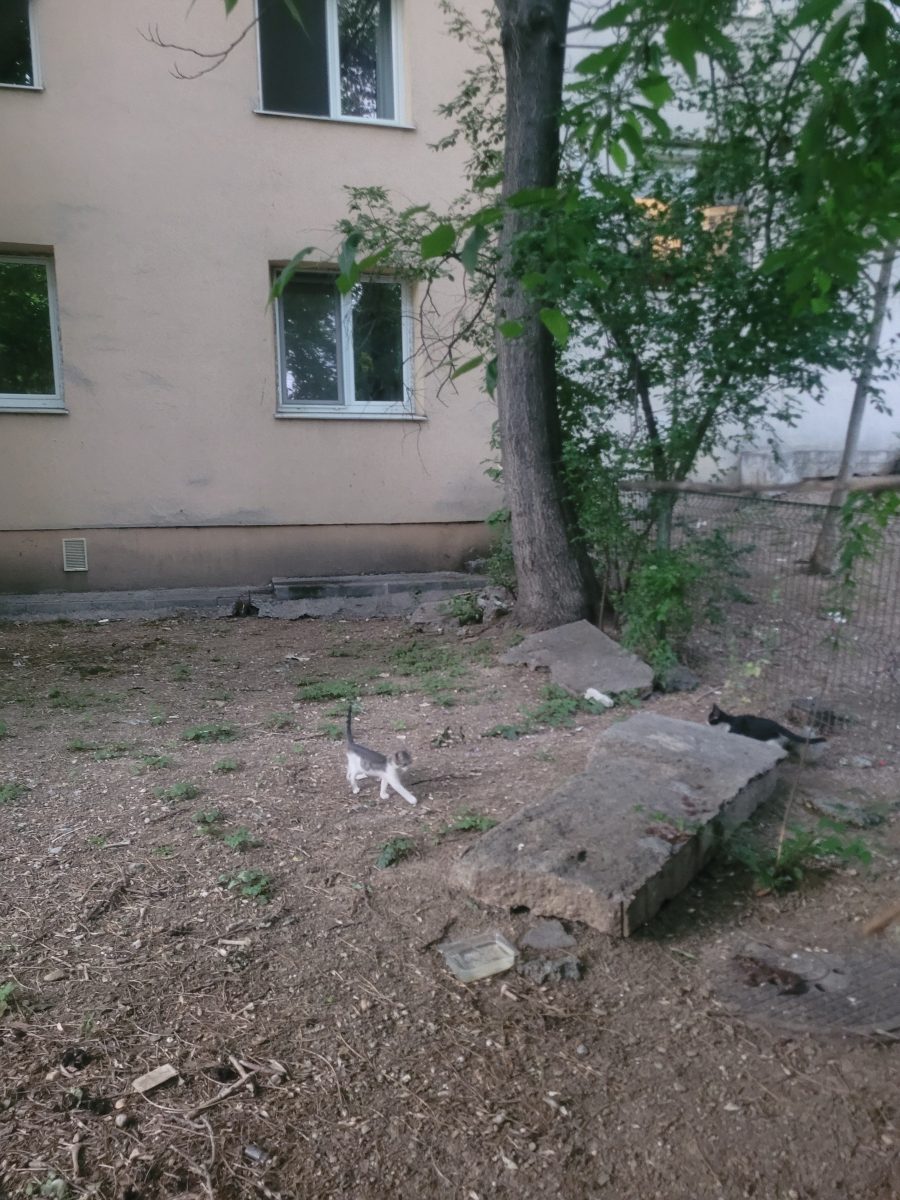 Puiuți