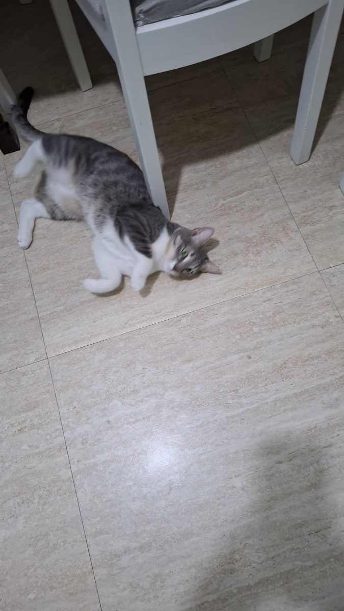 Pisicuta torcacioasa
