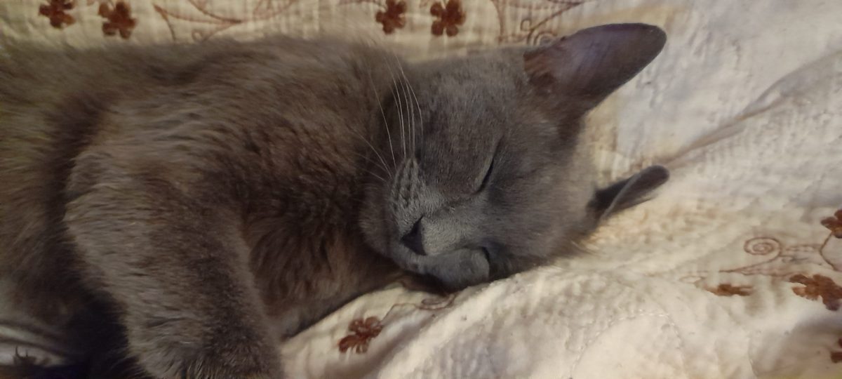 Pisicuta gri 1,5 ani gasita, pentru adoptie