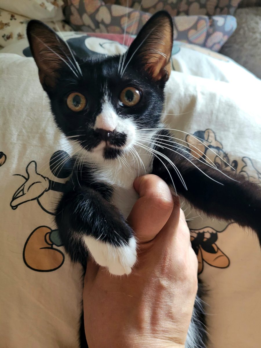 Centralista pentru adoptie,Bucuresti