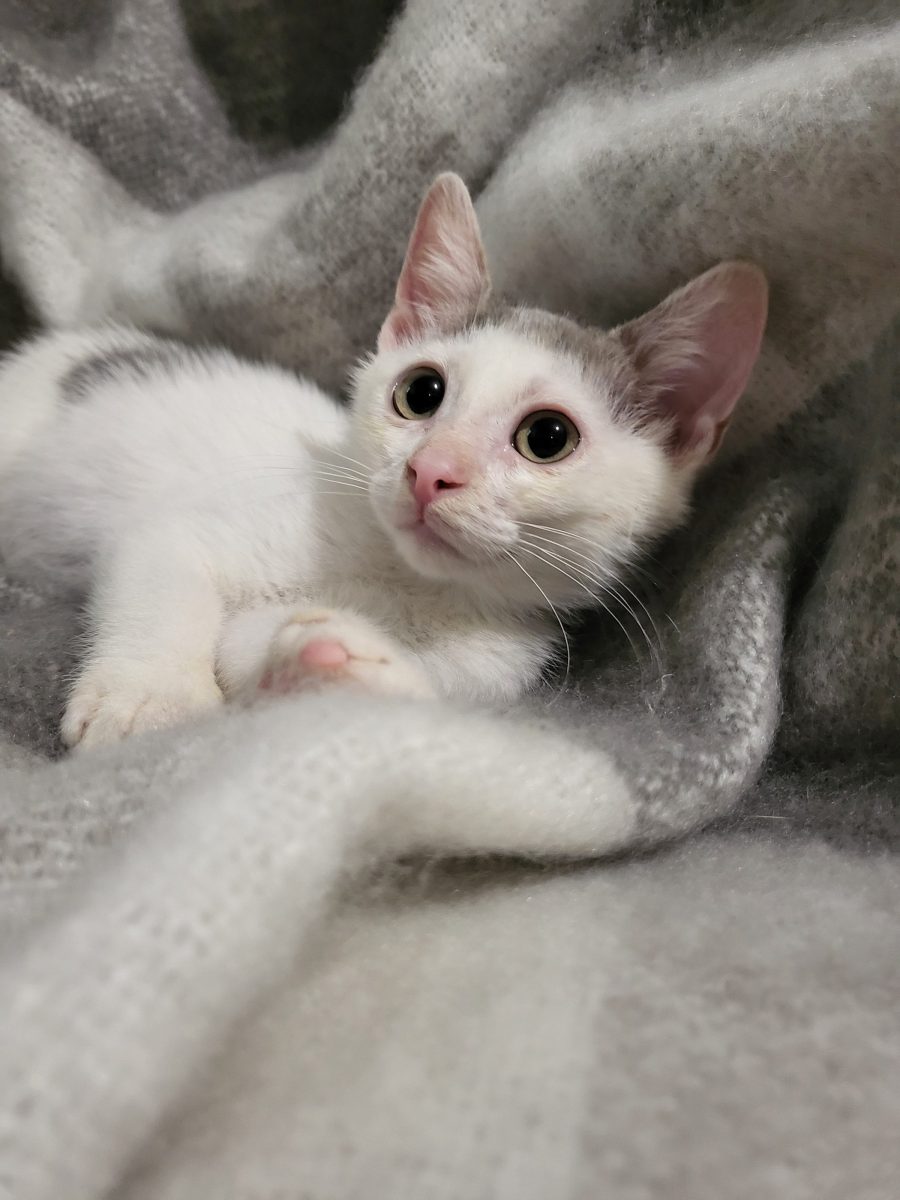 Yuki
