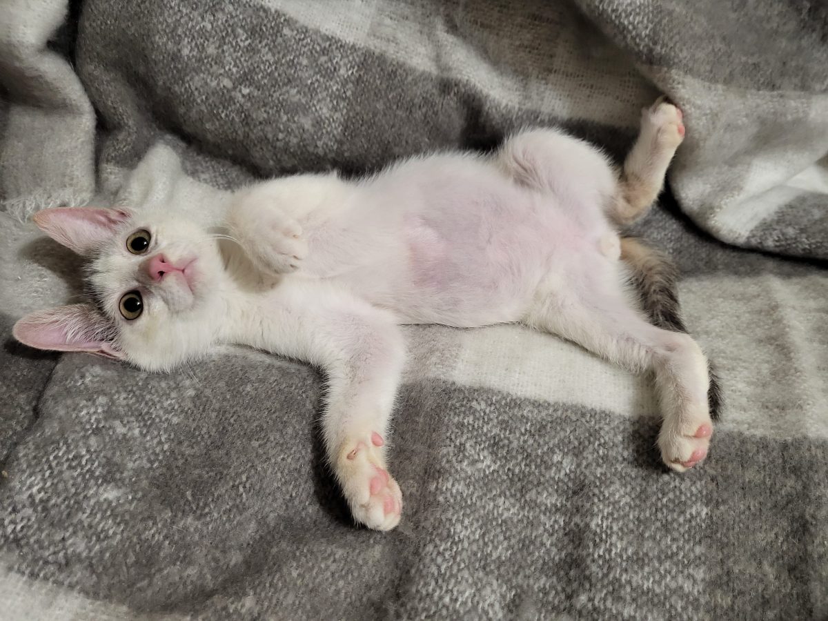 Yuki