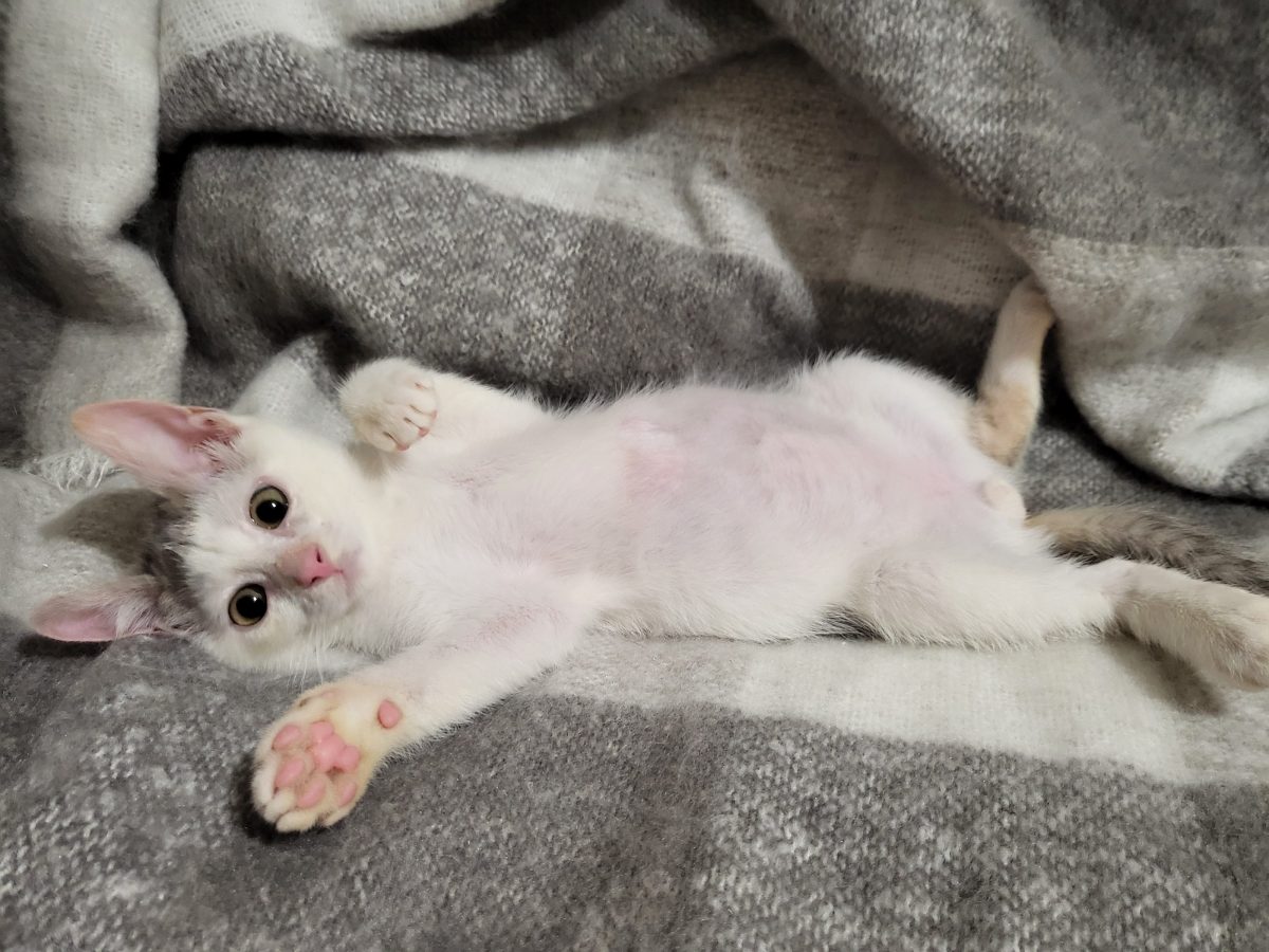 Yuki
