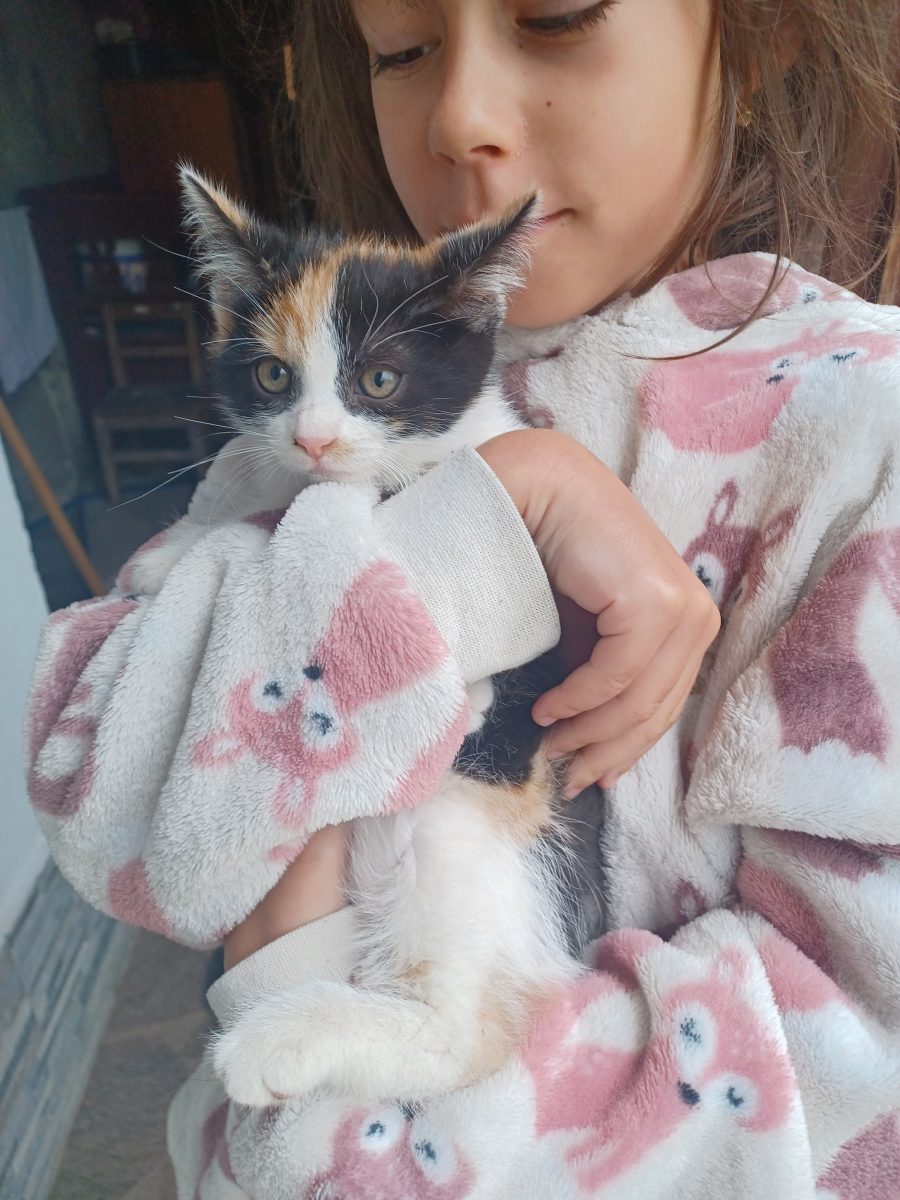 Motanel si pisicuta spre adoptie