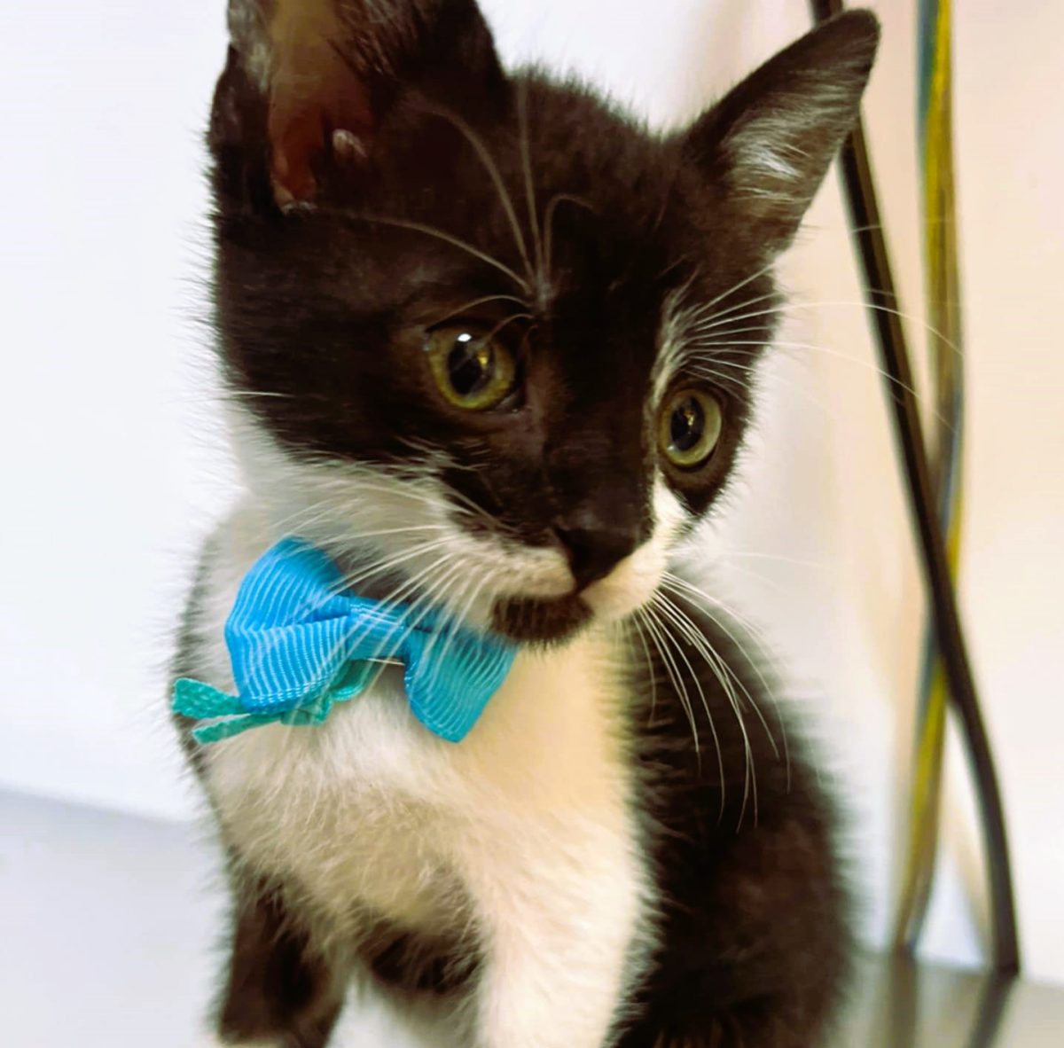 Oreo