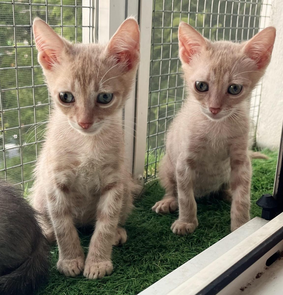 Metisi British Shorthair pui, gratuit