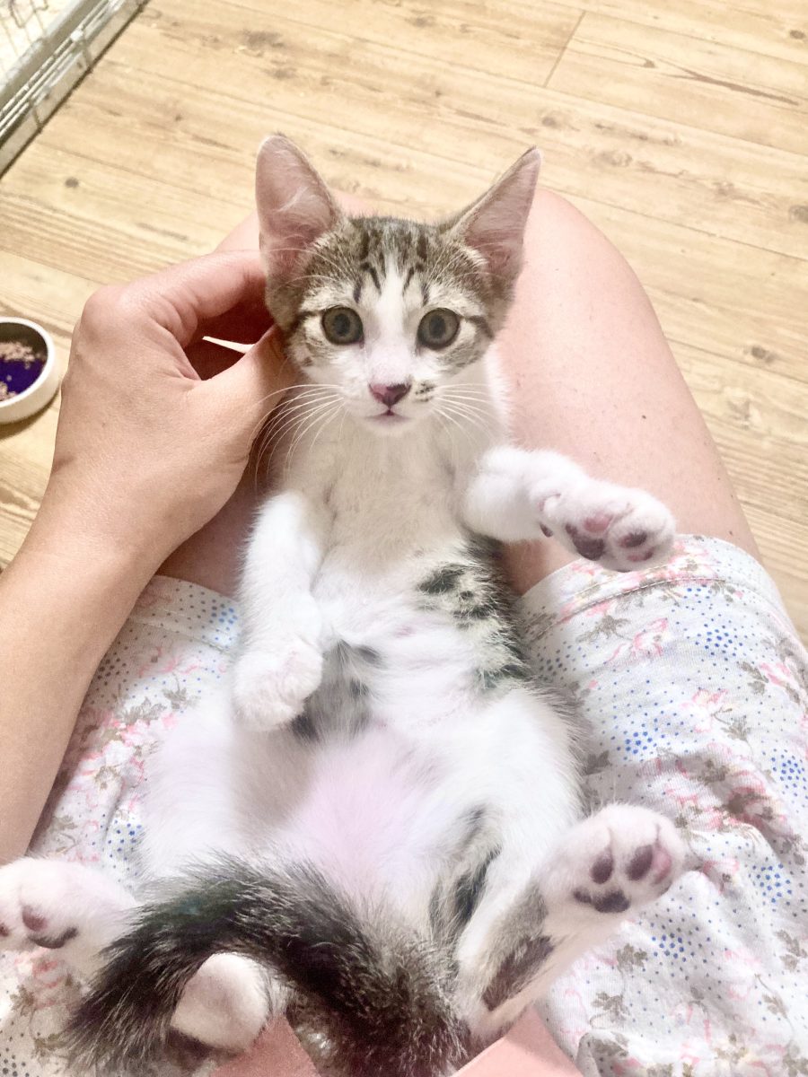 Billie cea jucausa si afectuoasa pentru adoptie