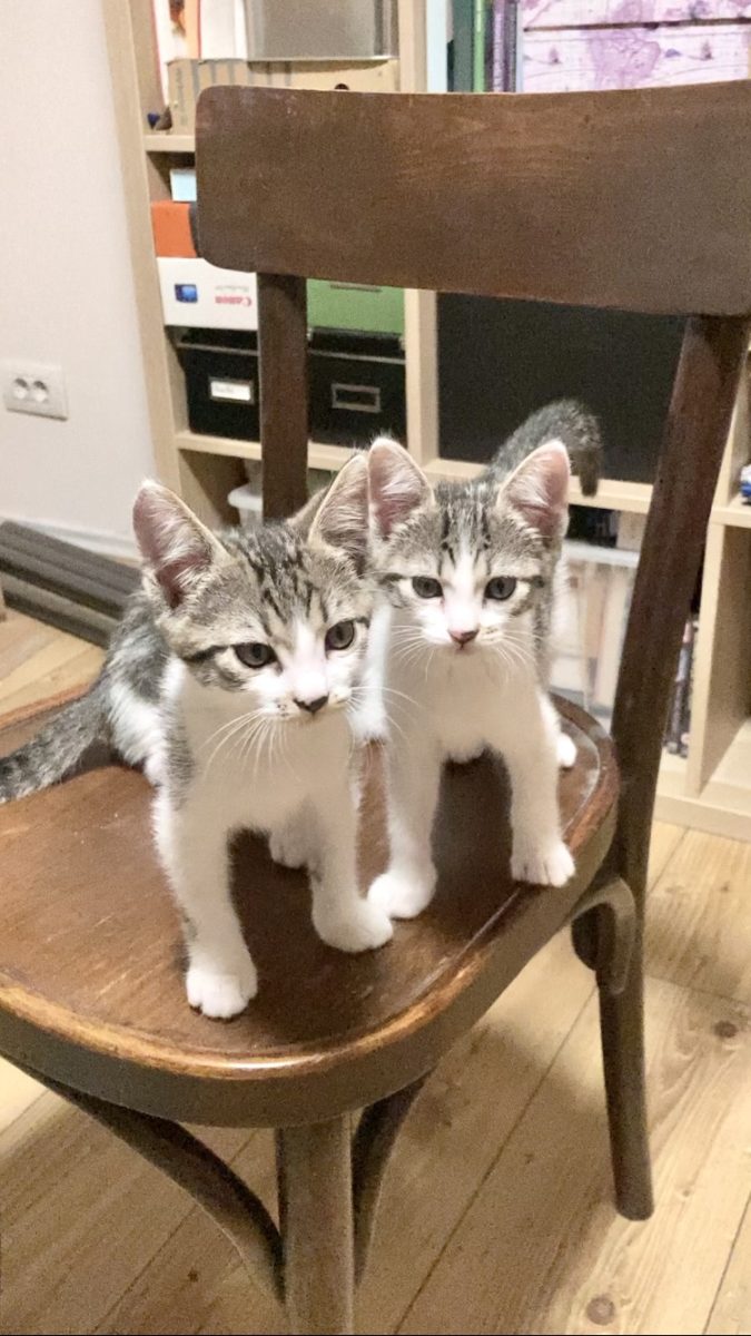 Pisicuti dragalasi pentru adoptie