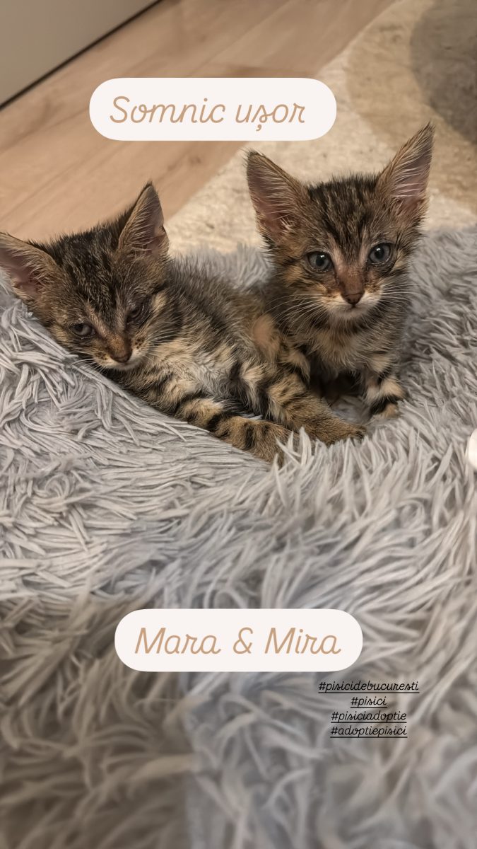 Cauți iubire dublă? Adopție Mara & Mira – 2 luni de drăgălășenie!