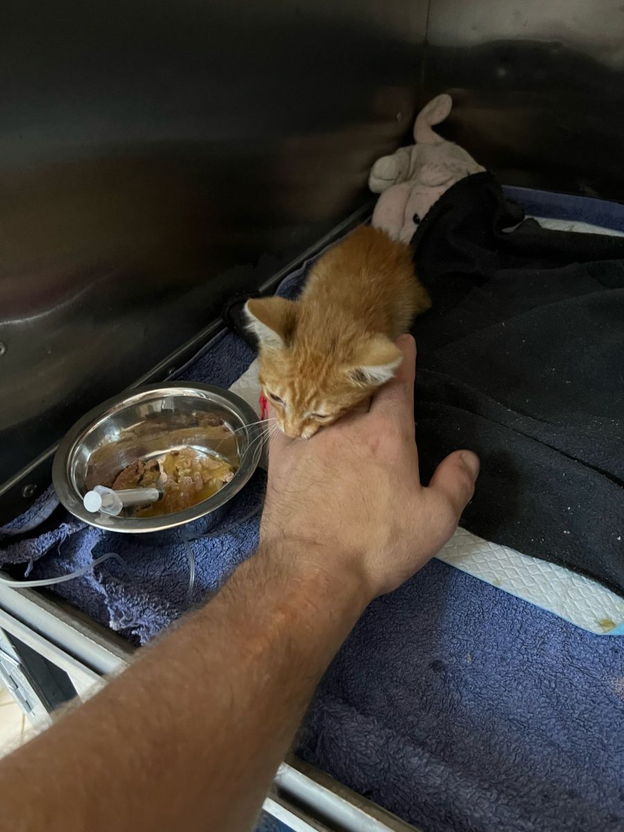 URGENT 🚨 Portocală 🍊 are nevoie de familie