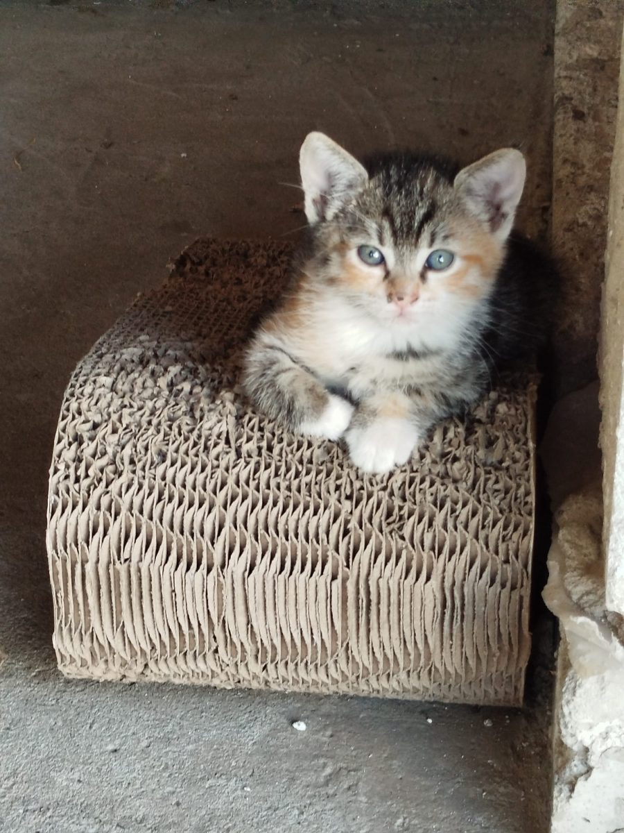 Pisicuta calico