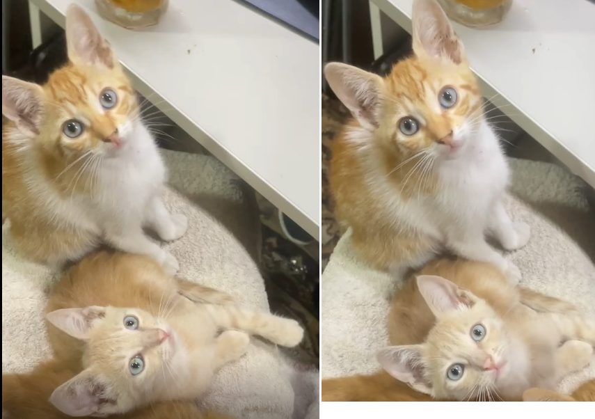 Adoptie 2 pisici- 2 luni
