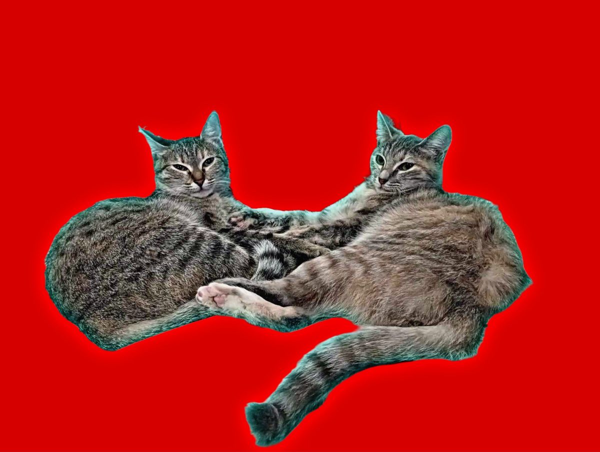 Kiki si Cleo, 9-10 luni, Bucuresti