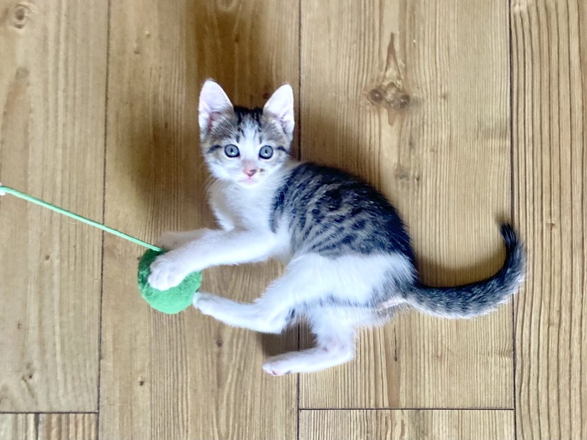 Cookie, fetita iubitoare pentru adoptie