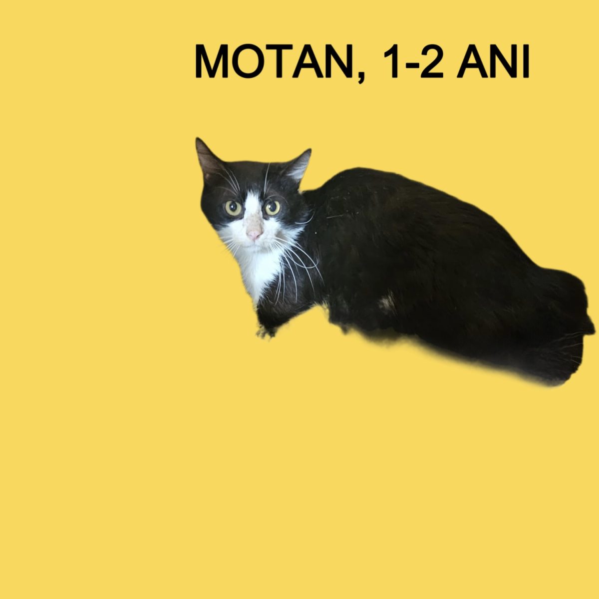 Motan, 1-2 ani, sterilizat și deparazitat, București