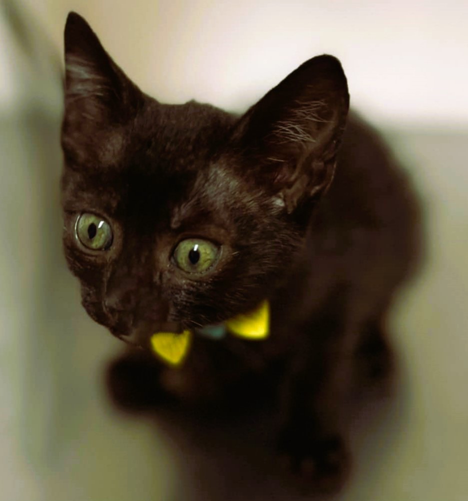 Onyx