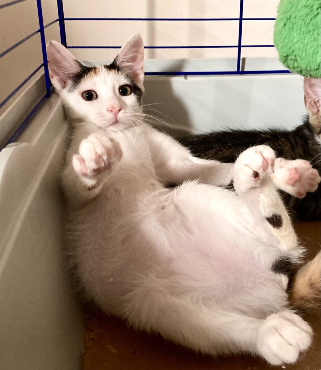 Tinkerbell – pisicuta calico pentru adoptie in Bucuresti