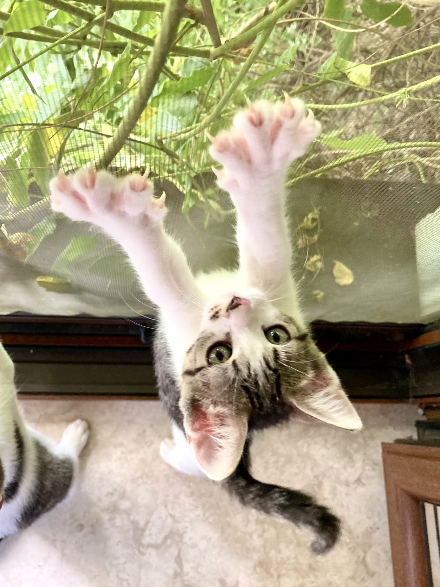 “Vreau si eu la mine acasa!” – Billie