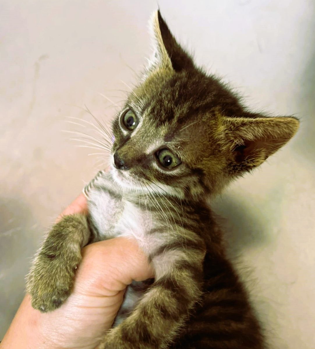 Skitty