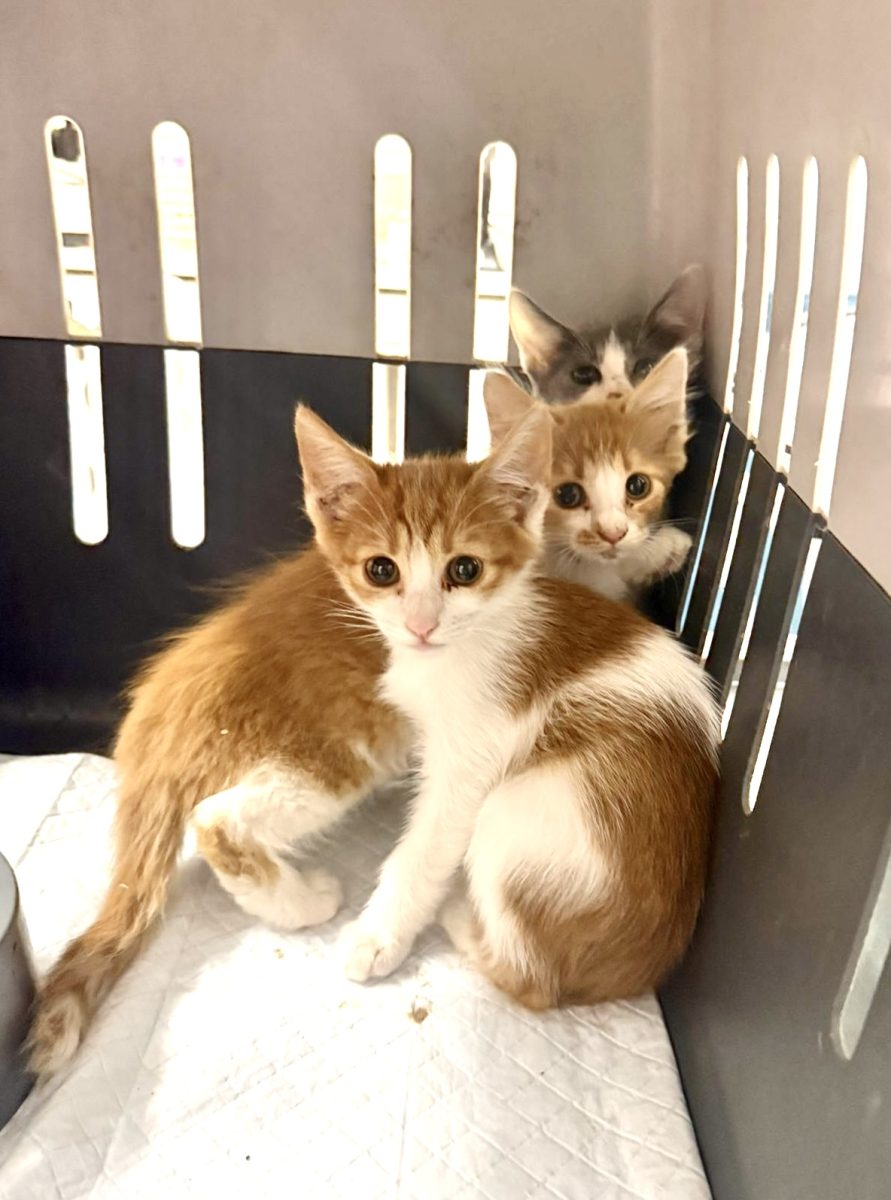 Puiuti adorabili pentru adoptie