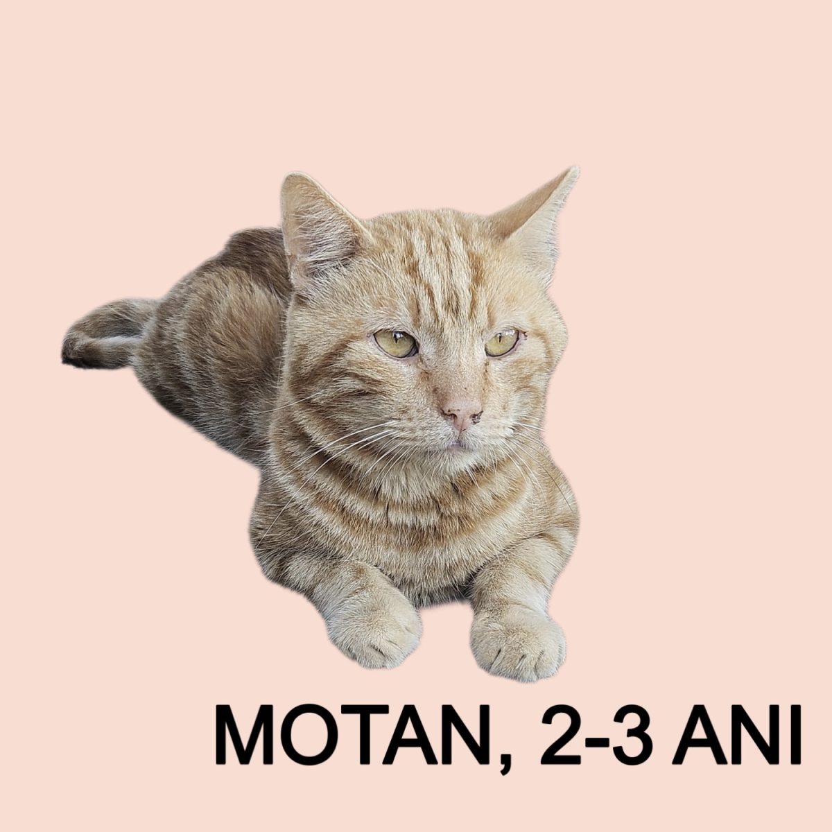 Motan | București | 2-3 ani | sterilizat și deparazitat