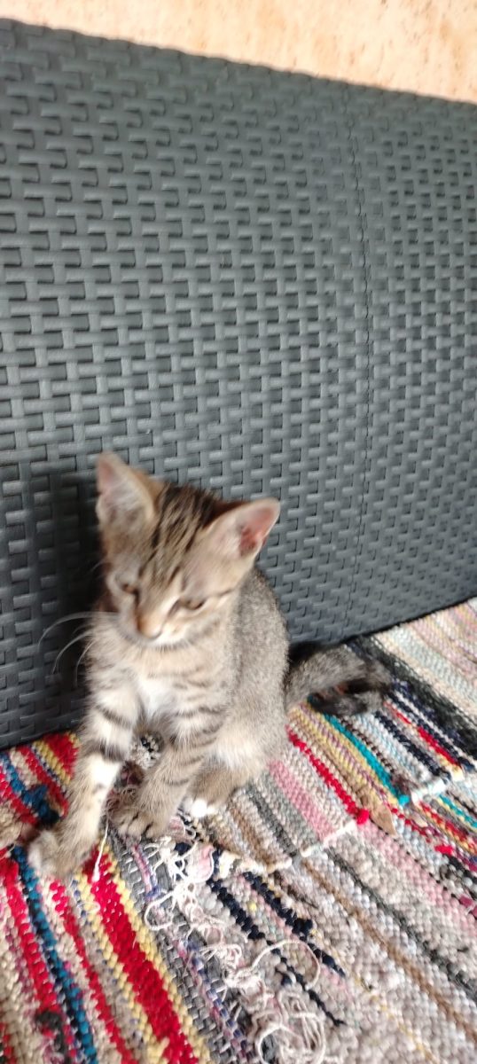 Sunt Tigrut