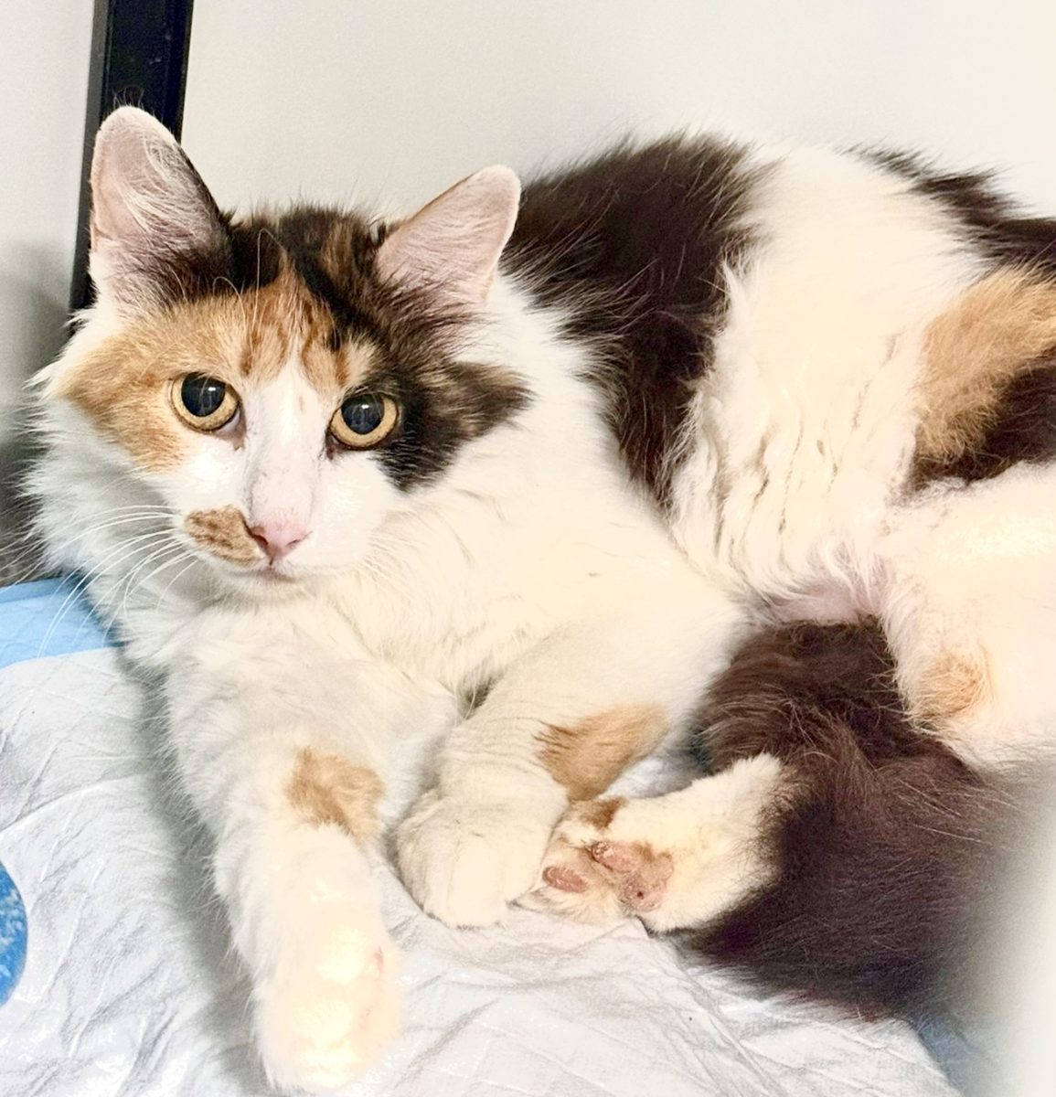 Fiona, pisicuta calico cu blana lunga pentru adoptie
