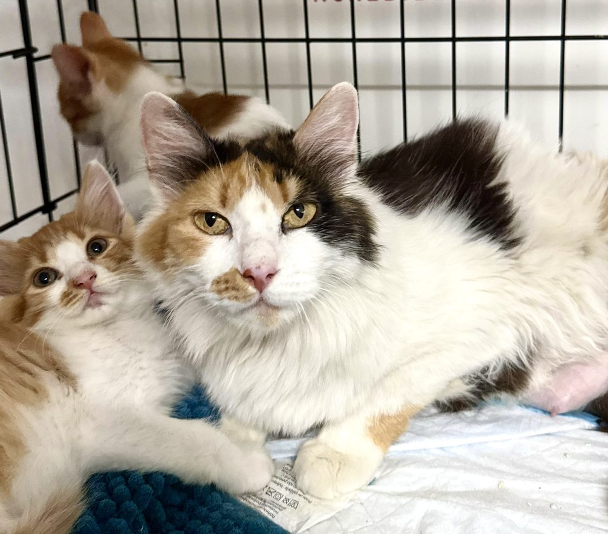 Puiuti adorabili pentru adoptie, inclusiv mamica