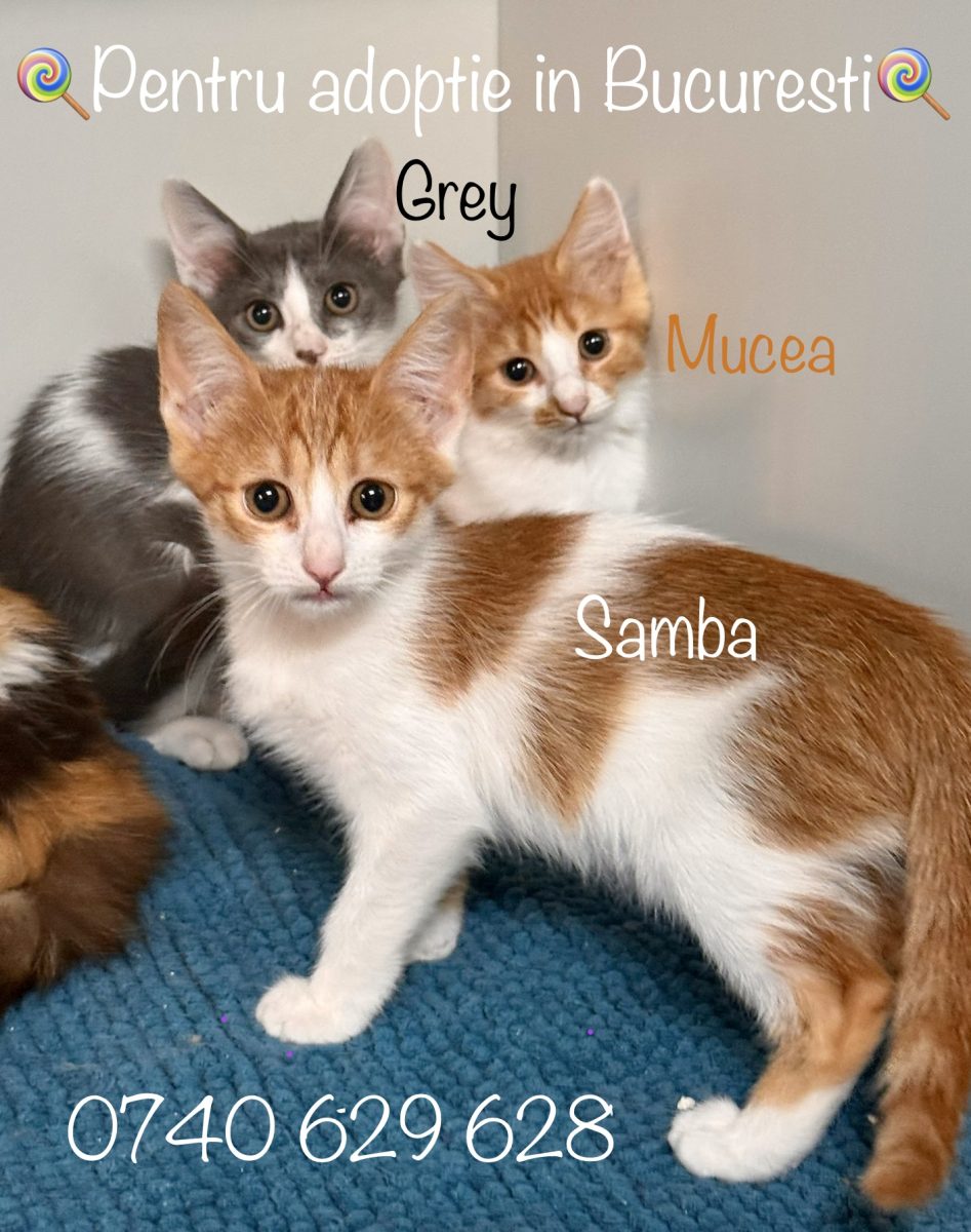 Baietei pufosi cu blana lunga pentru adoptie