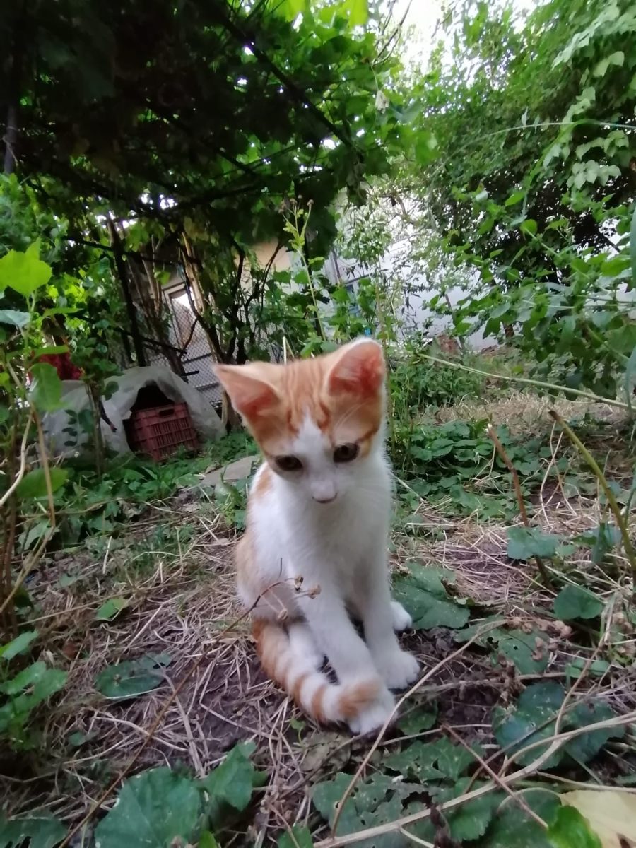 Ginger  – motanel spre adoptie