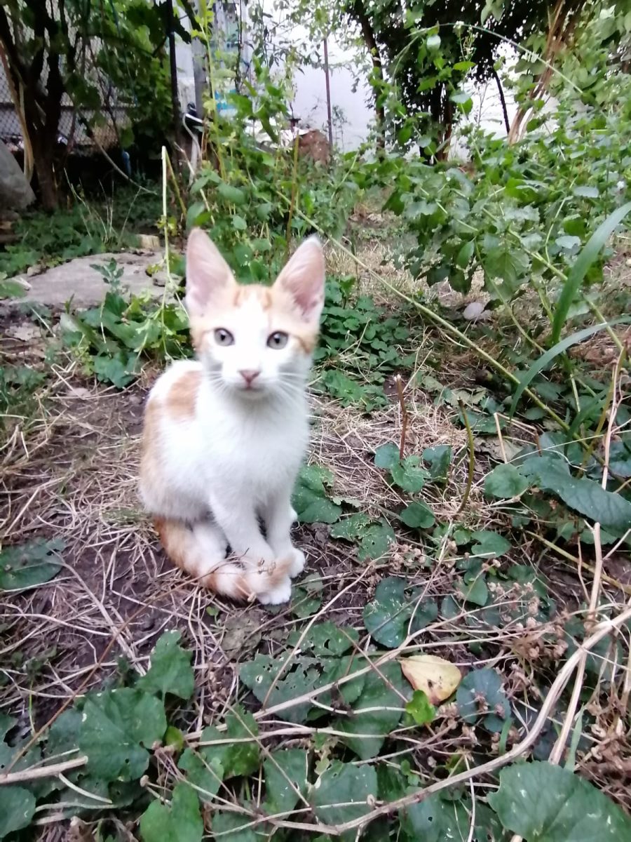 Motanel spre adoptie Ceptura, Mizil, Ploiesti, Bucuresti