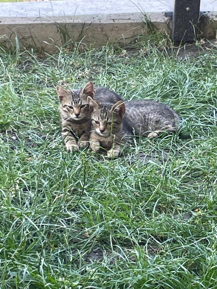 Pisici spre adoptie