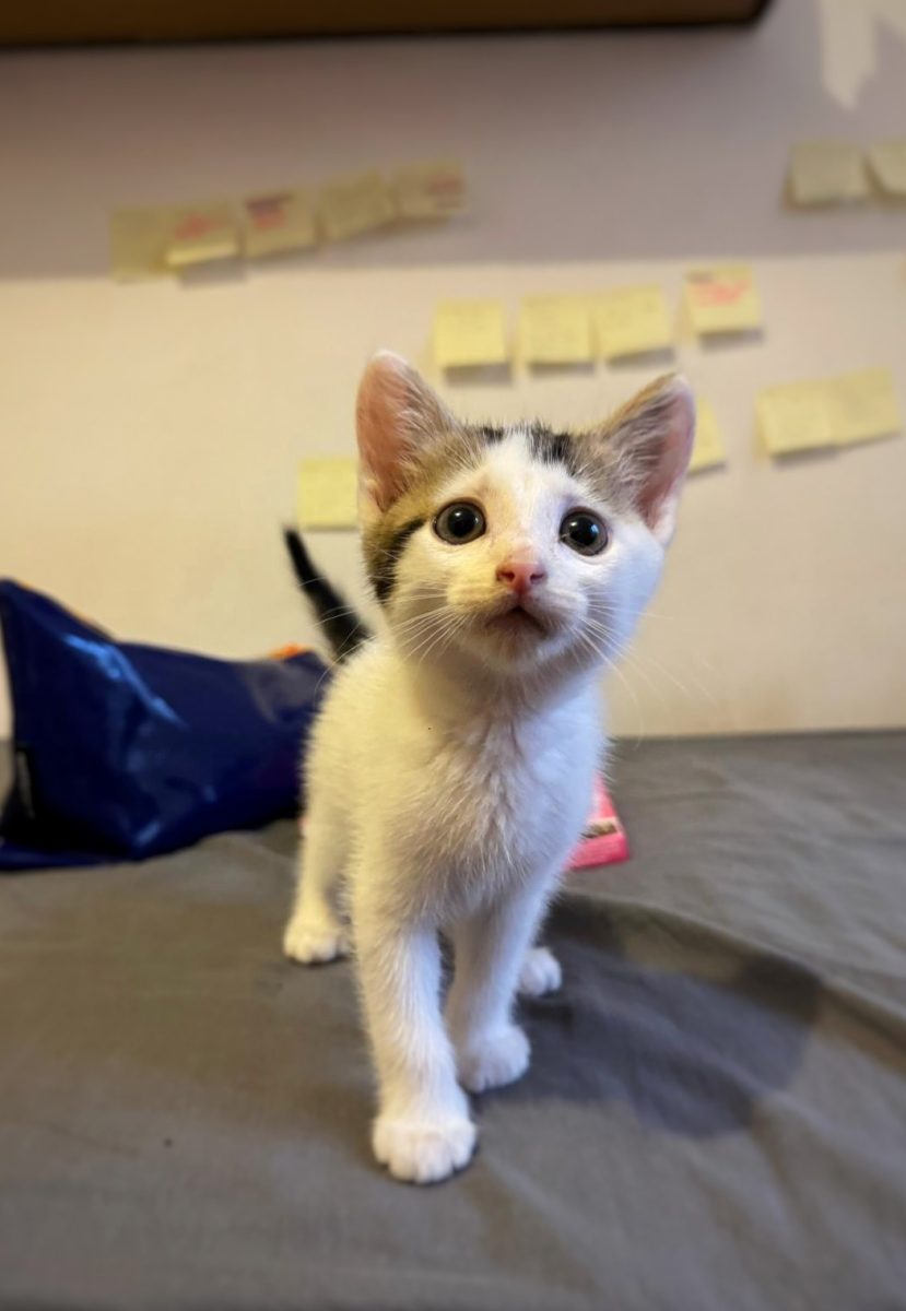 🥥🐾 Coconut